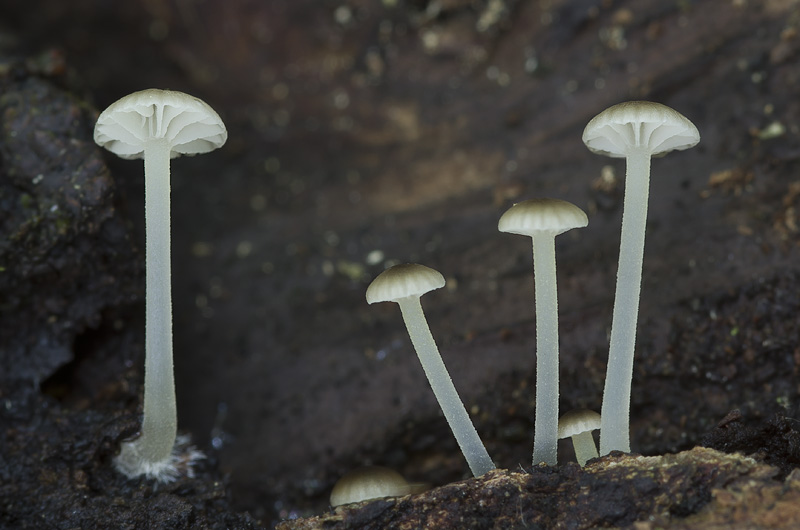 Mycena speirea